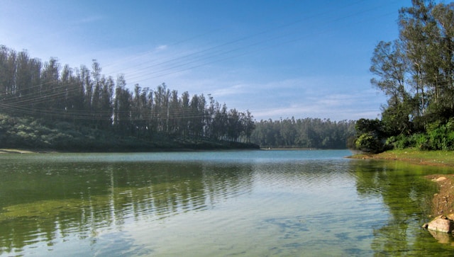 pine ooty