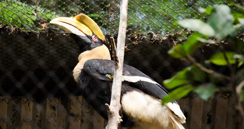 thekkady bird