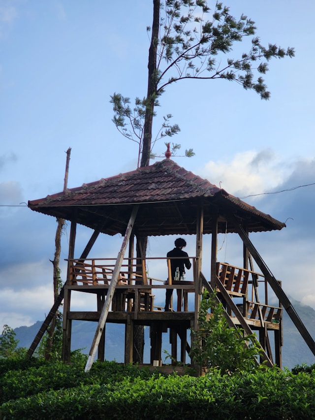 wayanad tree