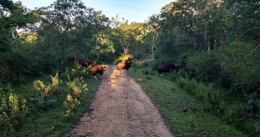wild life